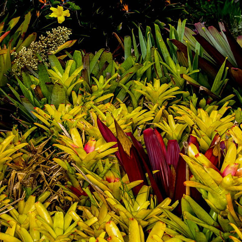 Maui Plant Guide