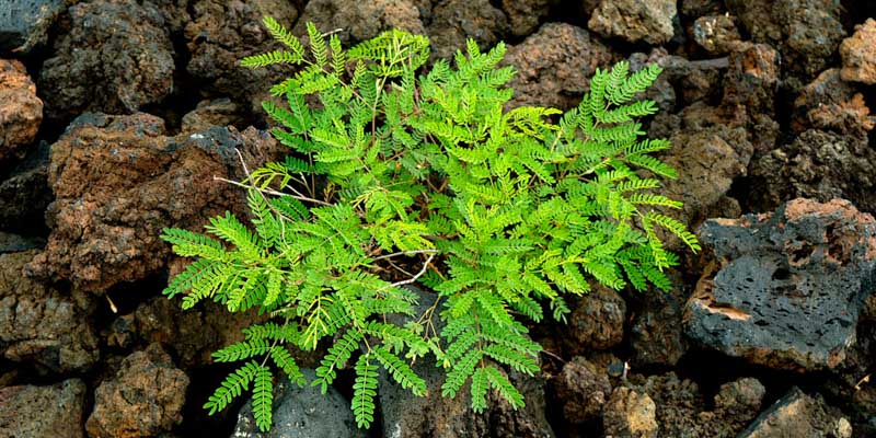 Ahihi Bay lava plant