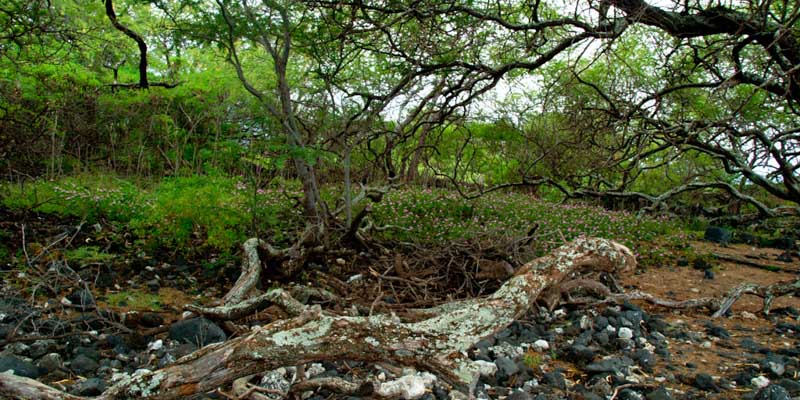 Ahihi Bay - dense brush