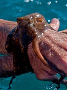 Octopus at makena landing maui