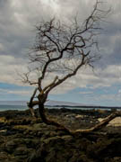 Driftwood La Perouse Bay