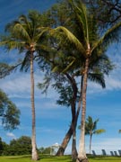 Palm Trees Maluaka beach