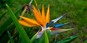 Bird of Paradise, Enchanting Gardens