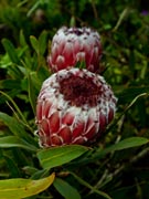 protea plant 
