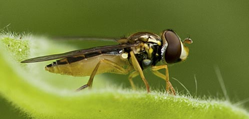 macro shot of a bug