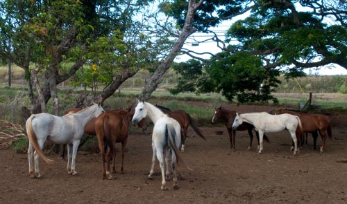 Horses, Kula Maui