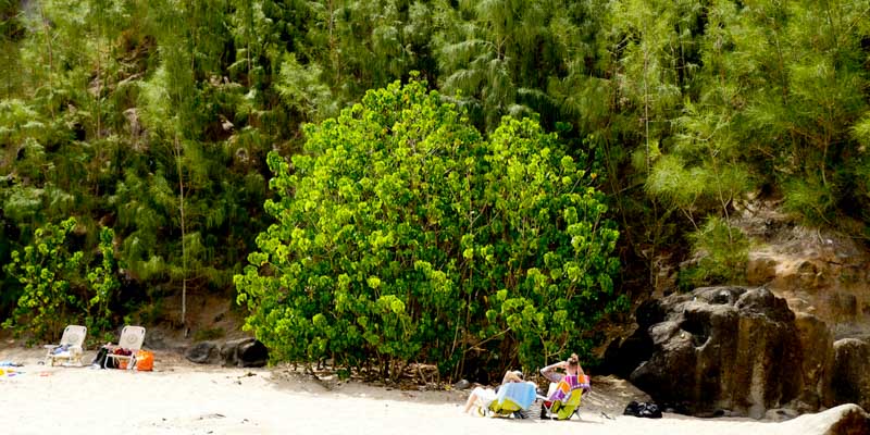 Mokuleia (Slaughterhouse) Beach