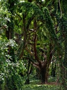 Banyon Tree Honolua Bay forest