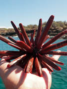 Sea urchin, lana'i